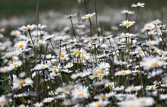 ¿Sabes hasta qué punto esta planta tan común puede proteger tu jardín de las heladas? – Masculin.com