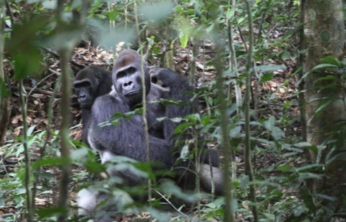 Ciencia: Los gorilas hablan como demócratas perfectos