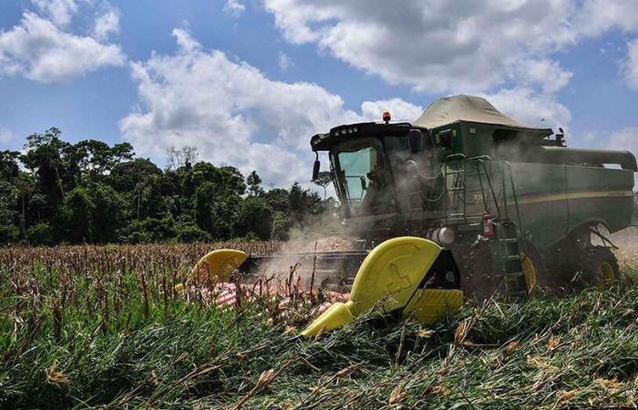 La agricultura gana importancia en la economía argelina