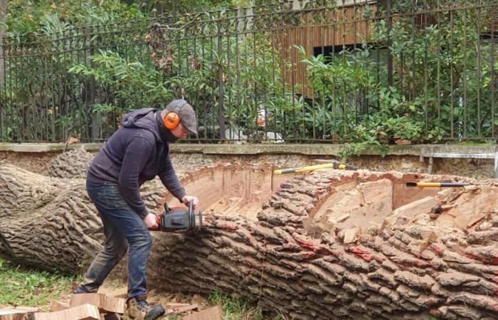 Derribado por una tormenta, el extraordinario árbol de este parque de Yvelines no ha muerto, volverá a la vida