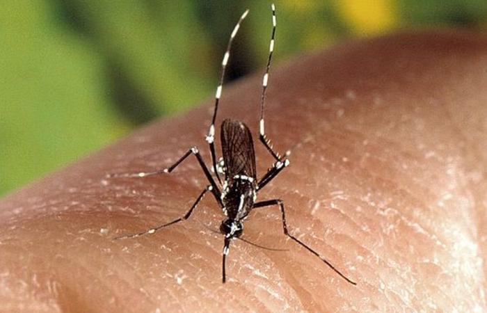 Tres nuevos casos de chikungunya, un nuevo municipio afectado