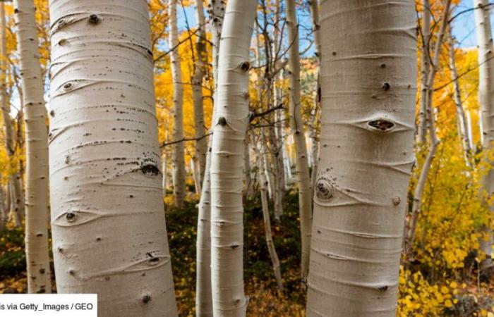 El árbol más alto del mundo es también uno de los organismos vivos más antiguos de la Tierra.