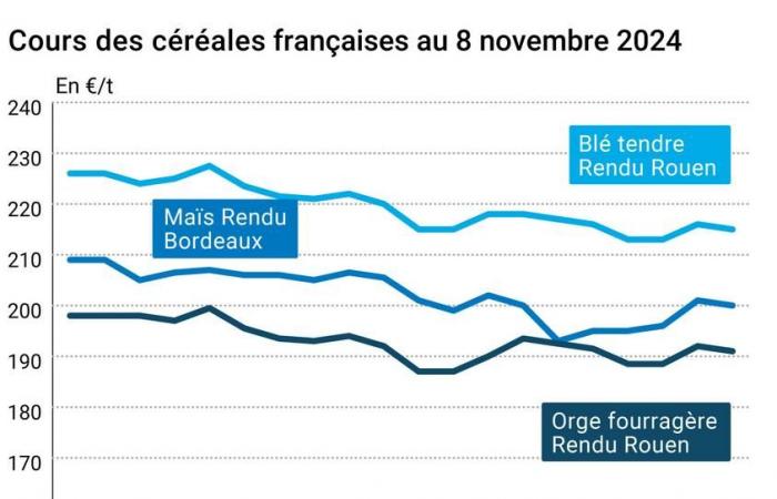 COTidienne | Cereales – Ligera caída de los precios del trigo y del maíz, debido a la apreciación del euro frente al dólar