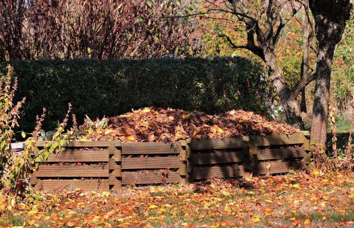 ¿Sabes hasta qué punto esta planta tan común puede proteger tu jardín de las heladas? – Masculin.com