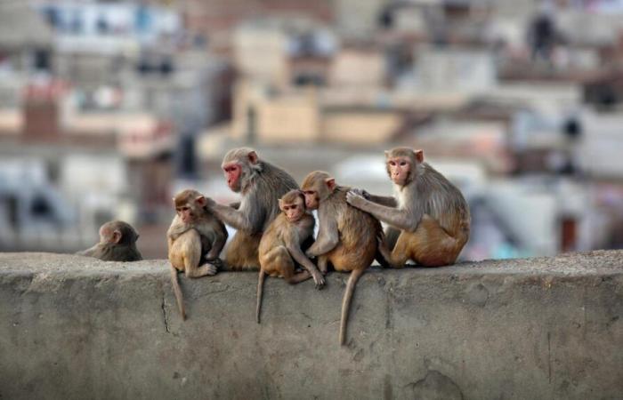 Cuarenta monos escaparon de un laboratorio en Estados Unidos, la policía los busca activamente