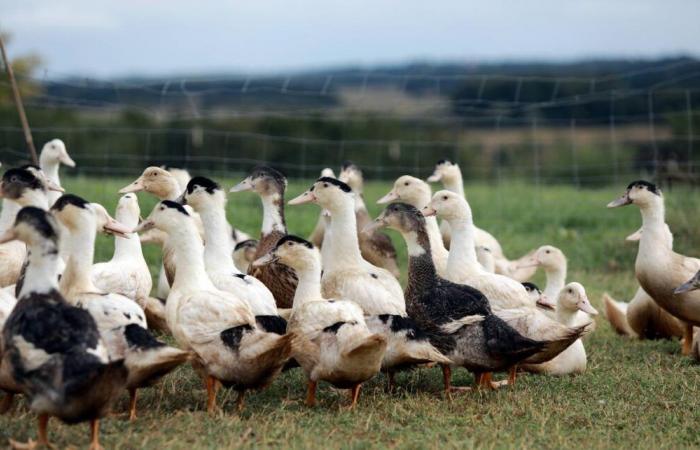 En las Landas, el nuevo confinamiento de las aves palmípedas entre el “mazo” y el fatalismo