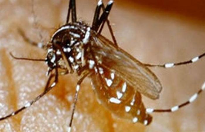 Chikungunya: 3 nuevos casos confirmados, 2 de ellos en Saint-Gilles – LINFO.re