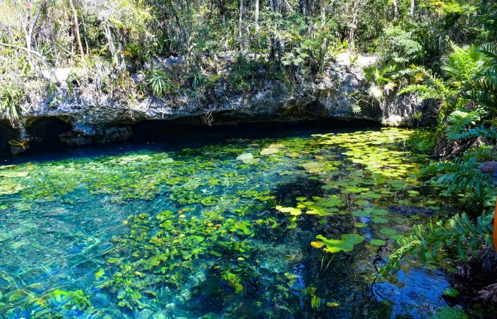 8 de los mejores cenotes cerca de Tulum