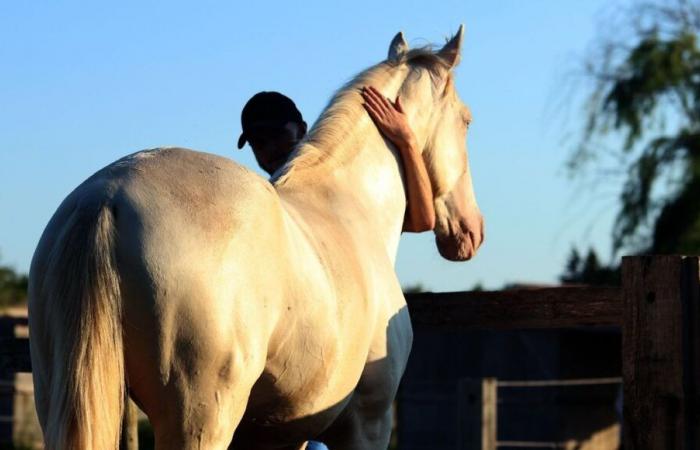 Inundaciones en España: convocatoria de donaciones en Cornillon y Manduel para caballos de la Comunidad Valenciana