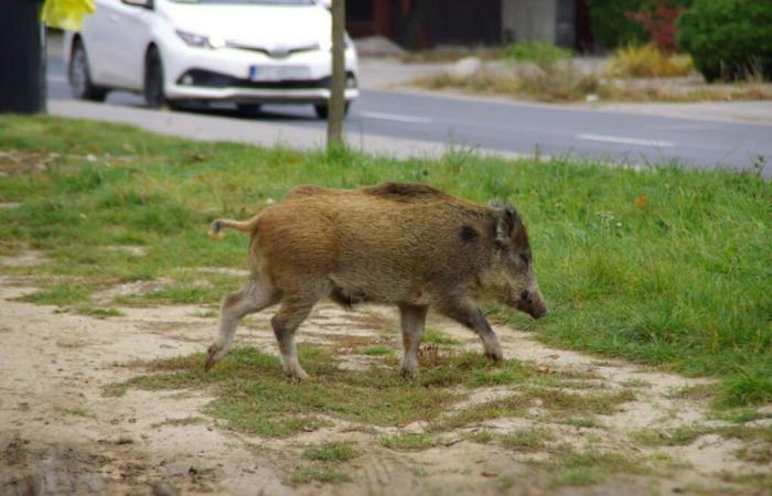 Ante la invasión urbana de jabalíes en el sector de Nevers, el prefecto de Nièvre ordena tiroteos nocturnos y redadas administrativas