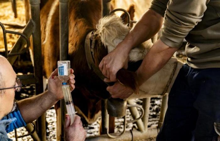 Una cuarta parte de las granjas del Jura están contaminadas por la lengua azul – rts.ch