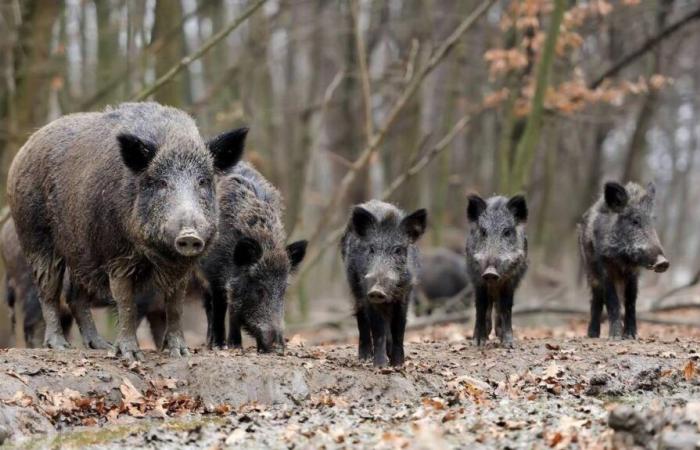 En Côtes-d’Armor, una muestra macabra de ira de los agricultores contra los jabalíes