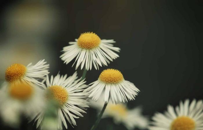 ¿Sabes hasta qué punto esta planta tan común puede proteger tu jardín de las heladas? – Masculin.com