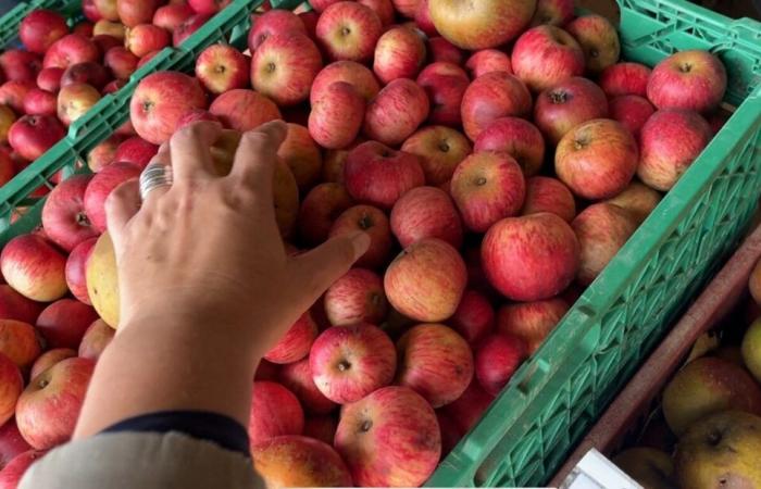 este pueblo busca donaciones de manzanas para su venta solidaria de jugo