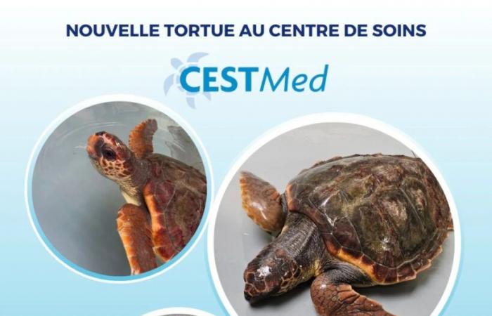 Una nueva tortuga boba se suma al centro de atención de CestMed