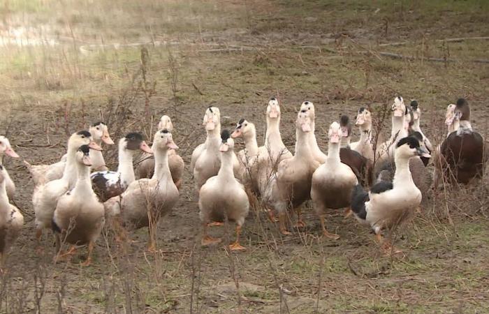 “No encerraré a mis patos”, mientras Francia vuelve al riesgo “alto”, los criadores rechazan el regreso del confinamiento