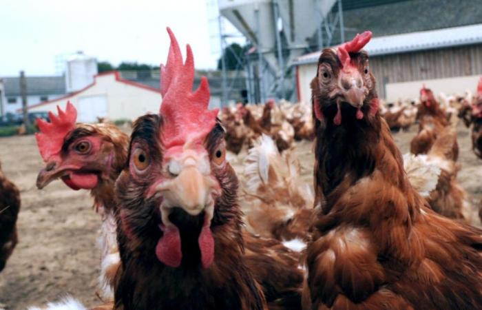 Nivel de riesgo “alto” en Francia, que lleva al confinamiento de las aves de corral