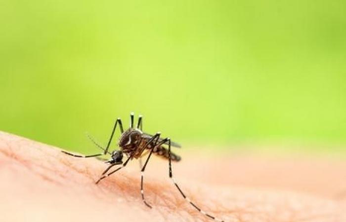 La sordera impide que los mosquitos se reproduzcan.