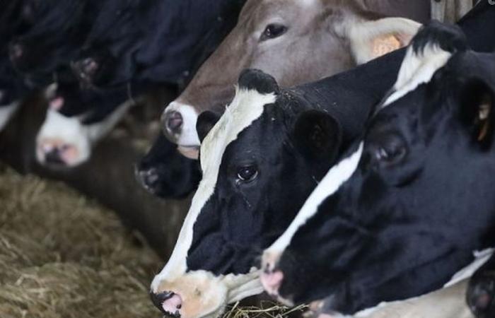 centrarse en un sector agrícola que está prosperando en la Reunión