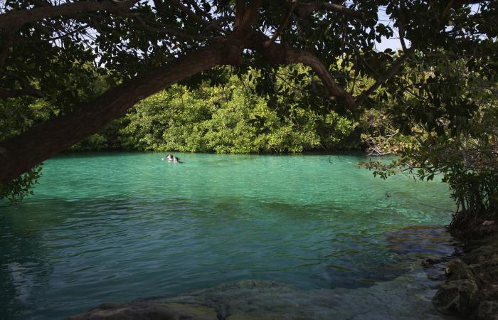 8 de los mejores cenotes cerca de Tulum