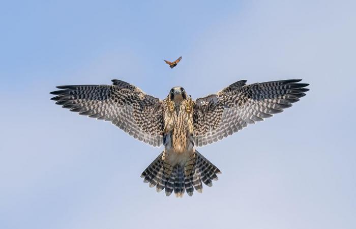 increíbles fotografías al servicio de la naturaleza