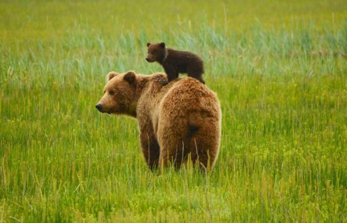 cuando un oso se convierte en un símbolo ecológico