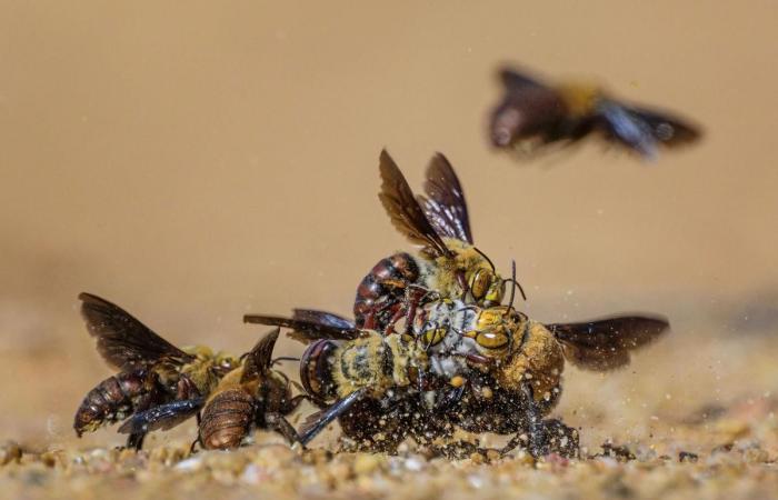 increíbles fotografías al servicio de la naturaleza