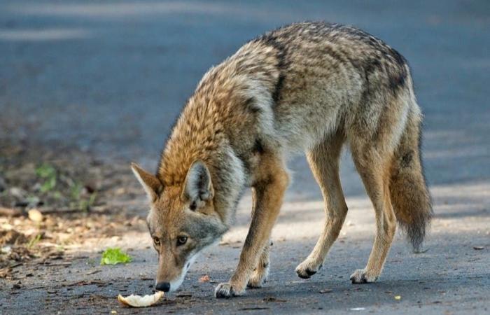 El aumento en los avistamientos de coyotes genera una advertencia de la policía de Beverly Hills