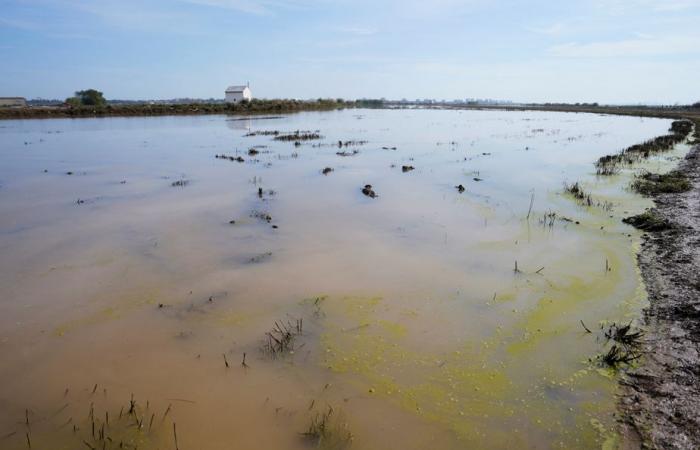 Inundaciones en España | Las autoridades están preocupadas por los riesgos para la salud.