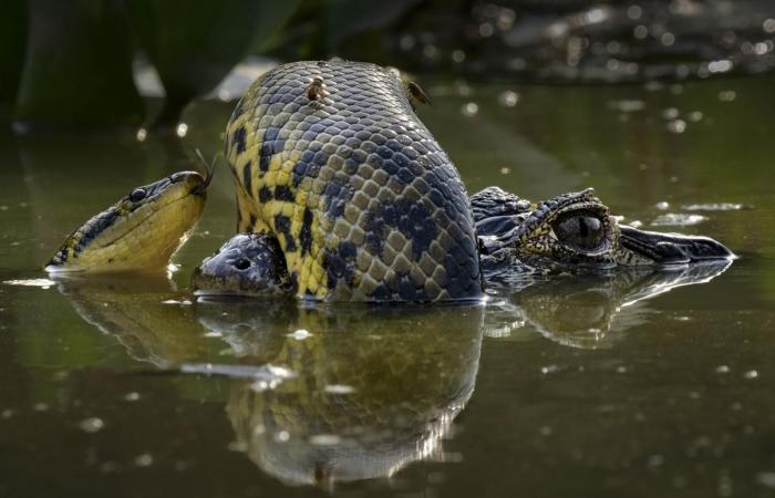 increíbles fotografías al servicio de la naturaleza