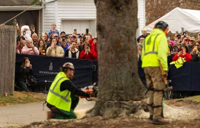 La Pícea Noruega de Massachusetts llega a Nueva York como árbol de Navidad del Rockefeller Center