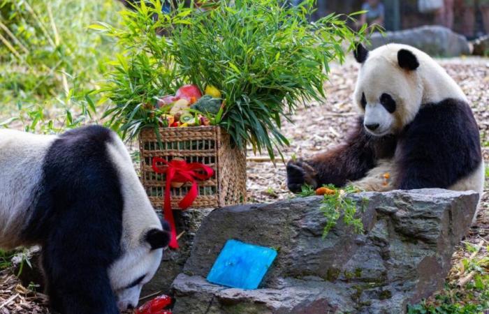 Pairi Daiza: último día para ver a los tres bebés pandas