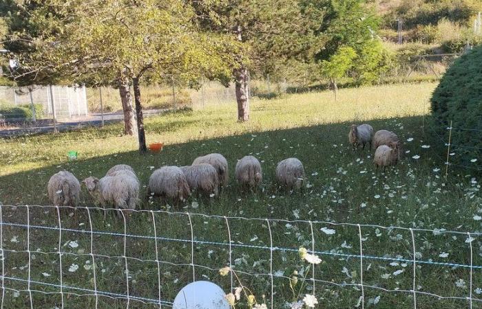 “Lucharé día y noche…” el ecopastoralismo se afianza en Espalion