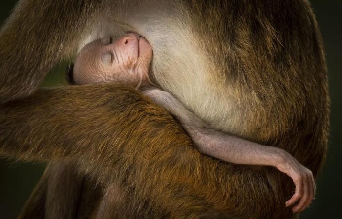 increíbles fotografías al servicio de la naturaleza