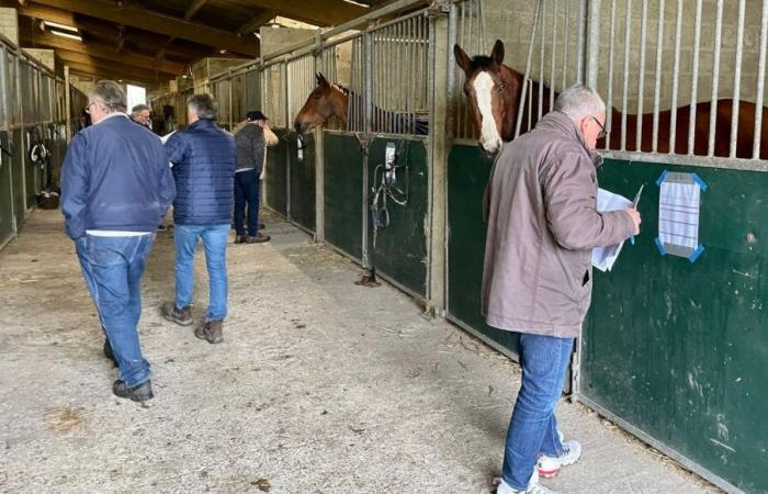 La Mancha, tierra de cría de caballos reconocida internacionalmente