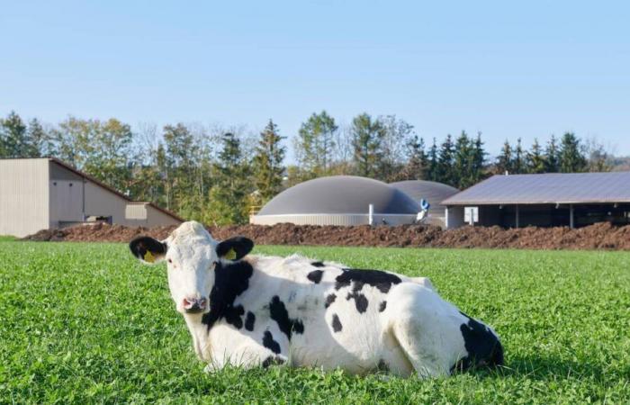 Con la nueva ley eléctrica, los productores de biogás están “en la incógnita”