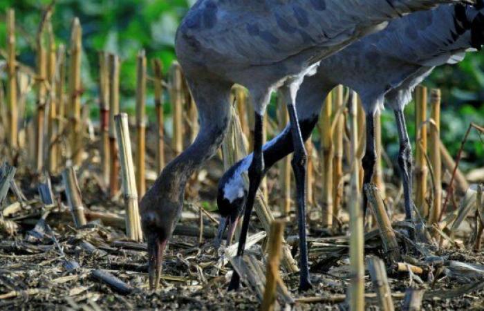 Familia con la grulla común – Le Petit Journal