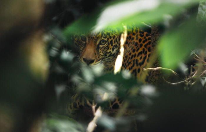 Guyana, conviviendo con el jaguar: documento de finales de noviembre sobre France 3.