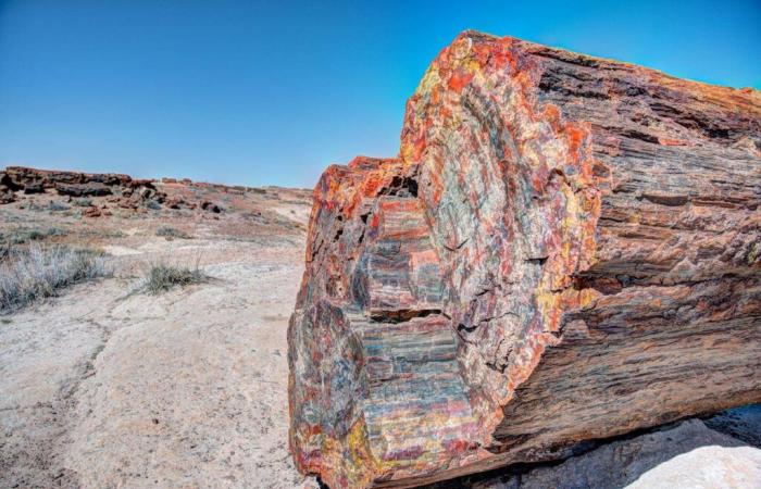 ¿Cómo se convirtieron estos bosques en piedra?