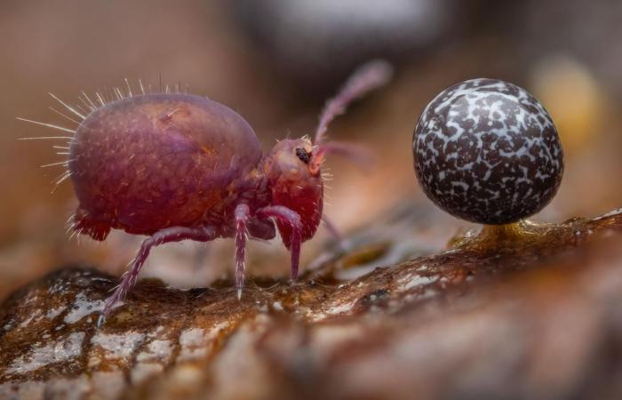 increíbles fotografías al servicio de la naturaleza