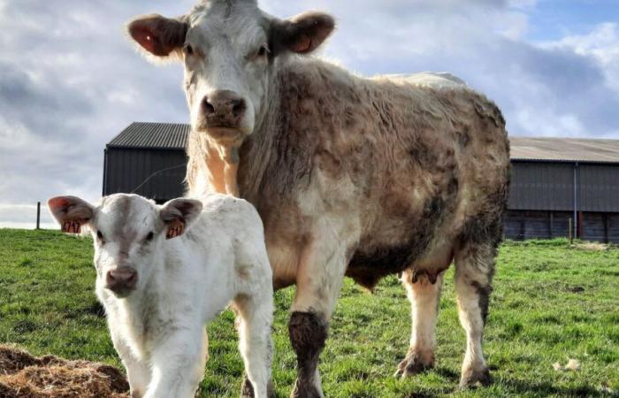 Creuse brilla en el concurso interdepartamental de Charolais, una semana antes de la feria de Boussac