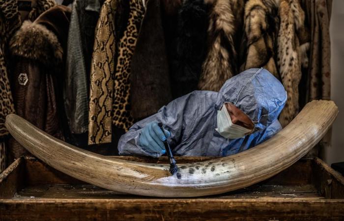 increíbles fotografías al servicio de la naturaleza