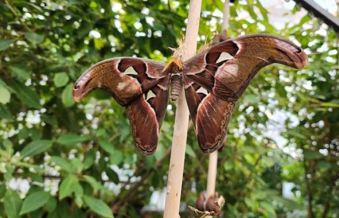 La inteligencia artificial ayuda a los insectos