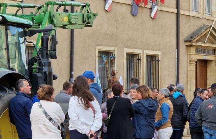 Enojados, los agricultores abandonan el cadáver de una novilla frente a la subprefectura