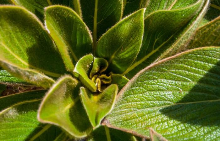 Una planta extinta desde hace más de 30 años finalmente reaparece, resucitada por botánicos franceses