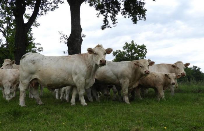 Primer caso de FCO3 en Puy-de-Dôme | Agricultura Macizo central