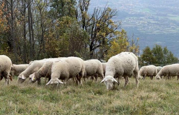 Los criadores piden una mayor ayuda para las pérdidas relacionadas con la lengua azul