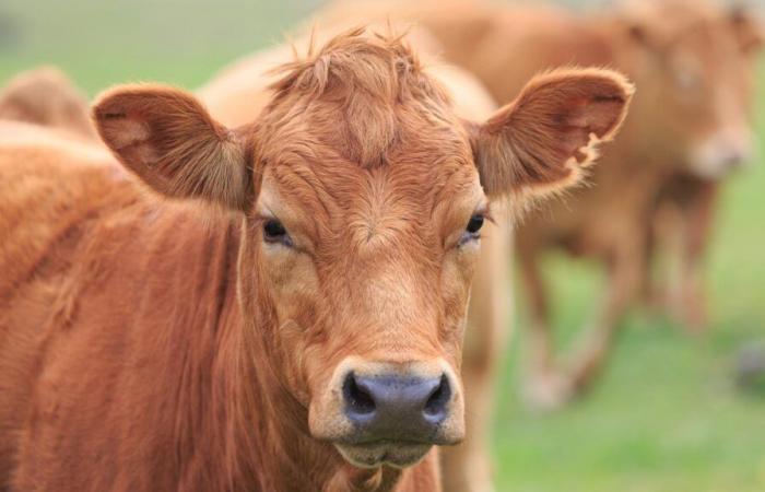 Los agricultores atan una novilla muerta a una subprefectura.