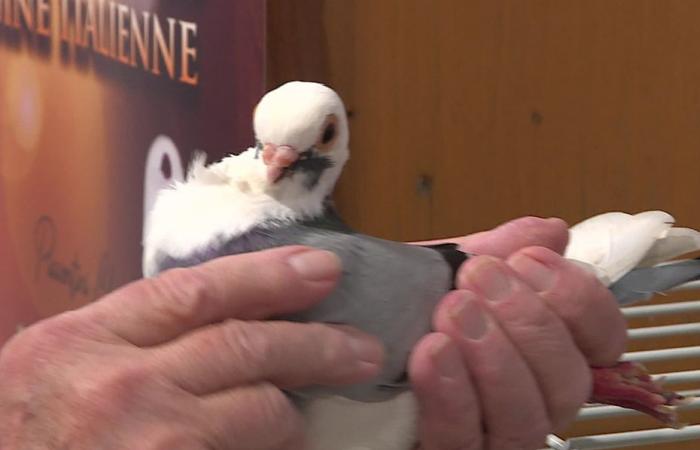 En la exposición de animales de corral desafiamos la gripe aviar