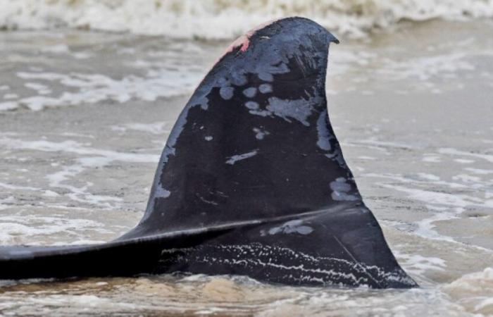 Canal: una ballena aparece en una playa y luego se acerca a la costa: Noticias